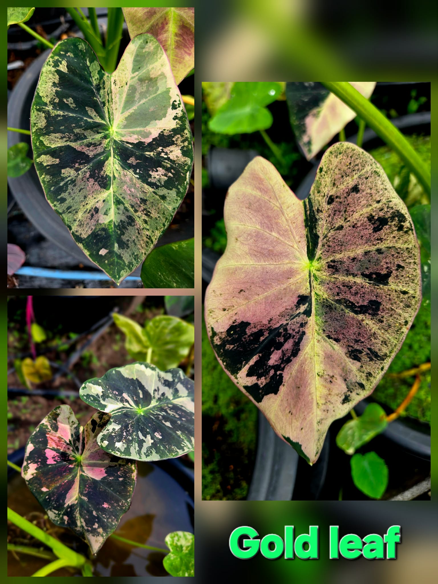 gold leaf