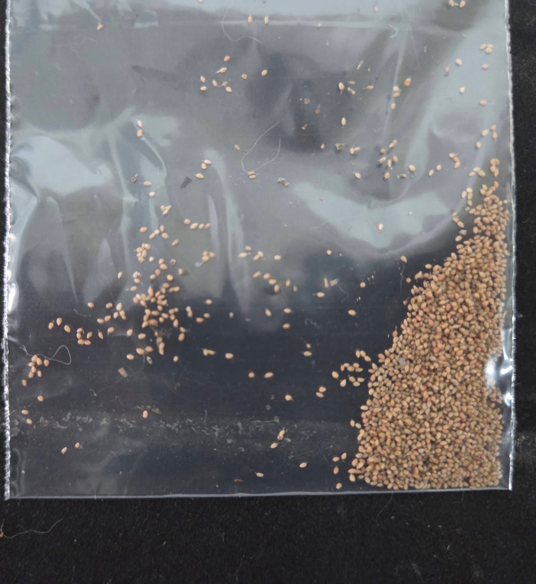 graine suksathit no 2 X gold ligth X psylocke