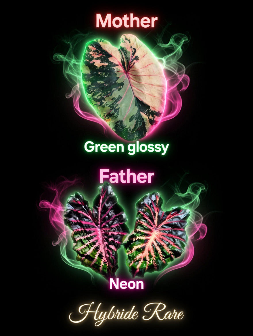 graine green glossy X neon