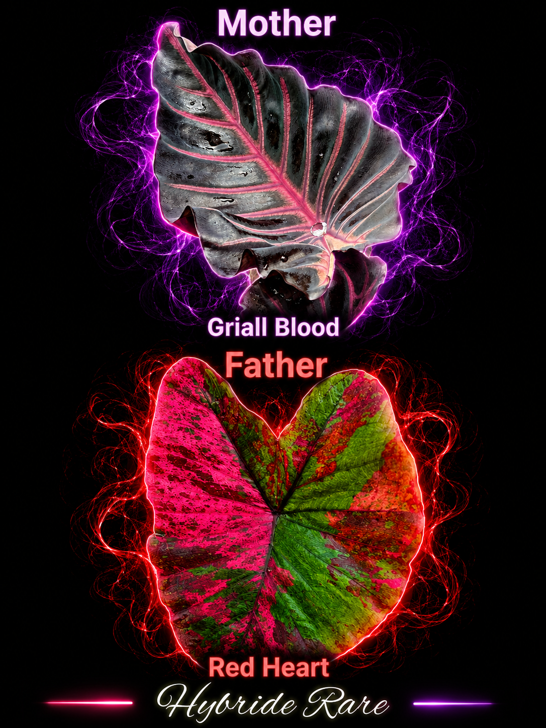 graine griall blood X red heart