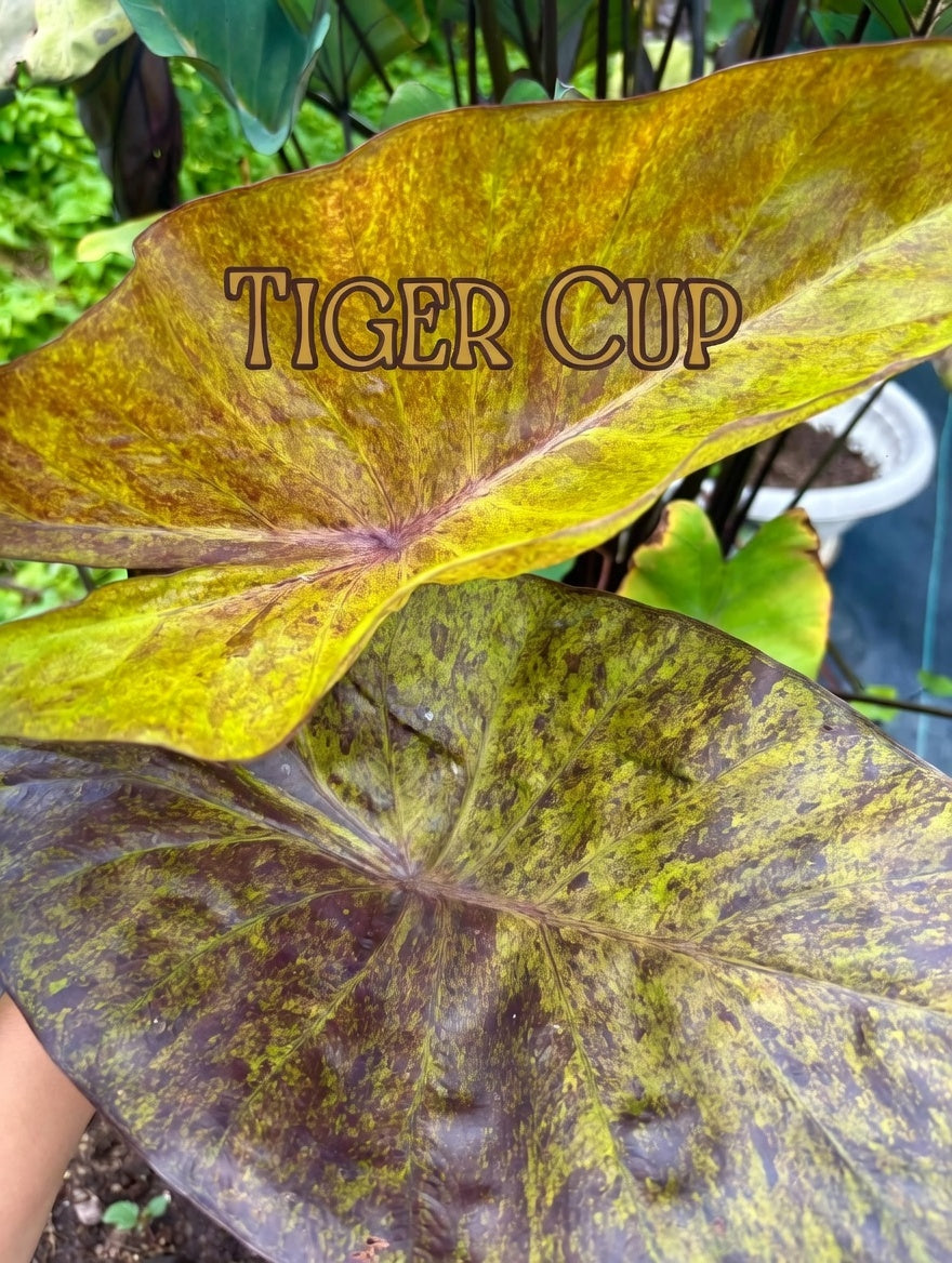 tiger cup