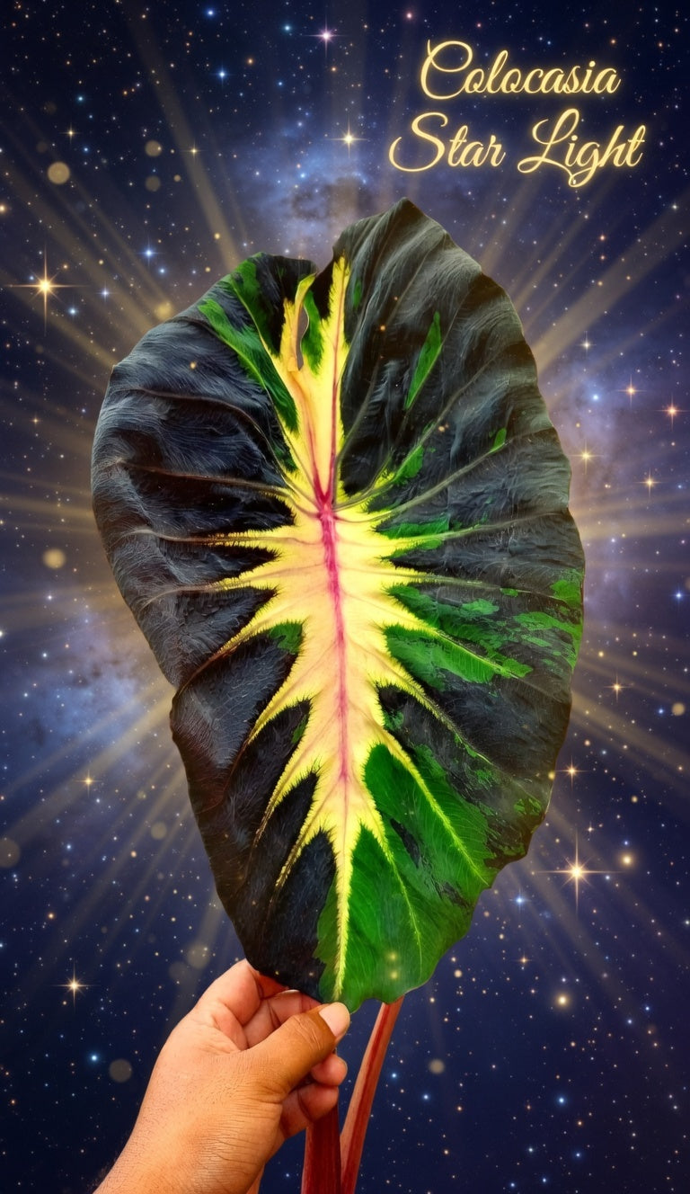 star ligth