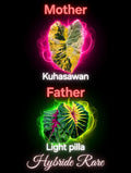 graine kuhasawan X ligth pillard