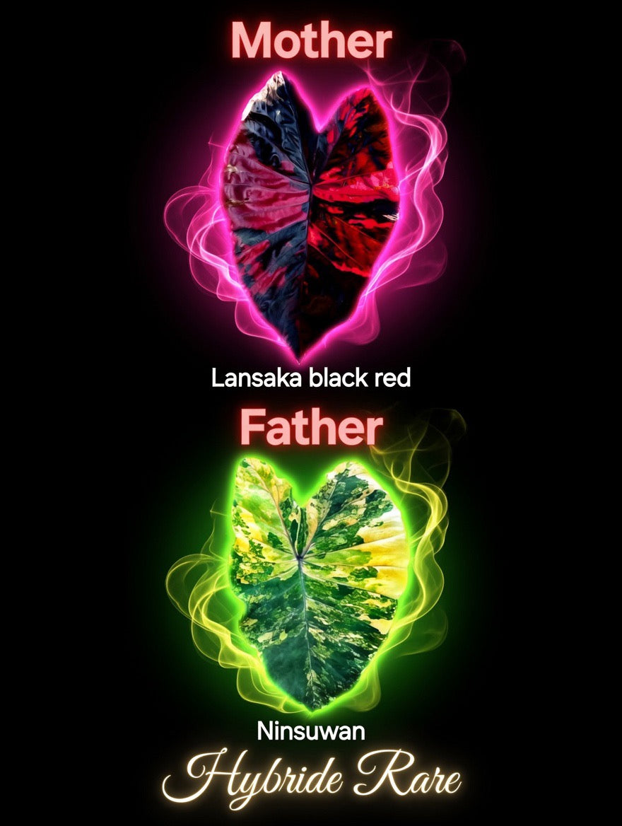 graine lansaka black red X ninsuwan