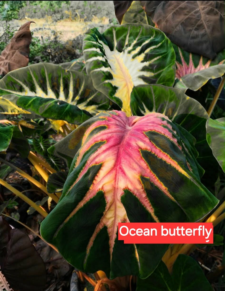 ocean butterfly