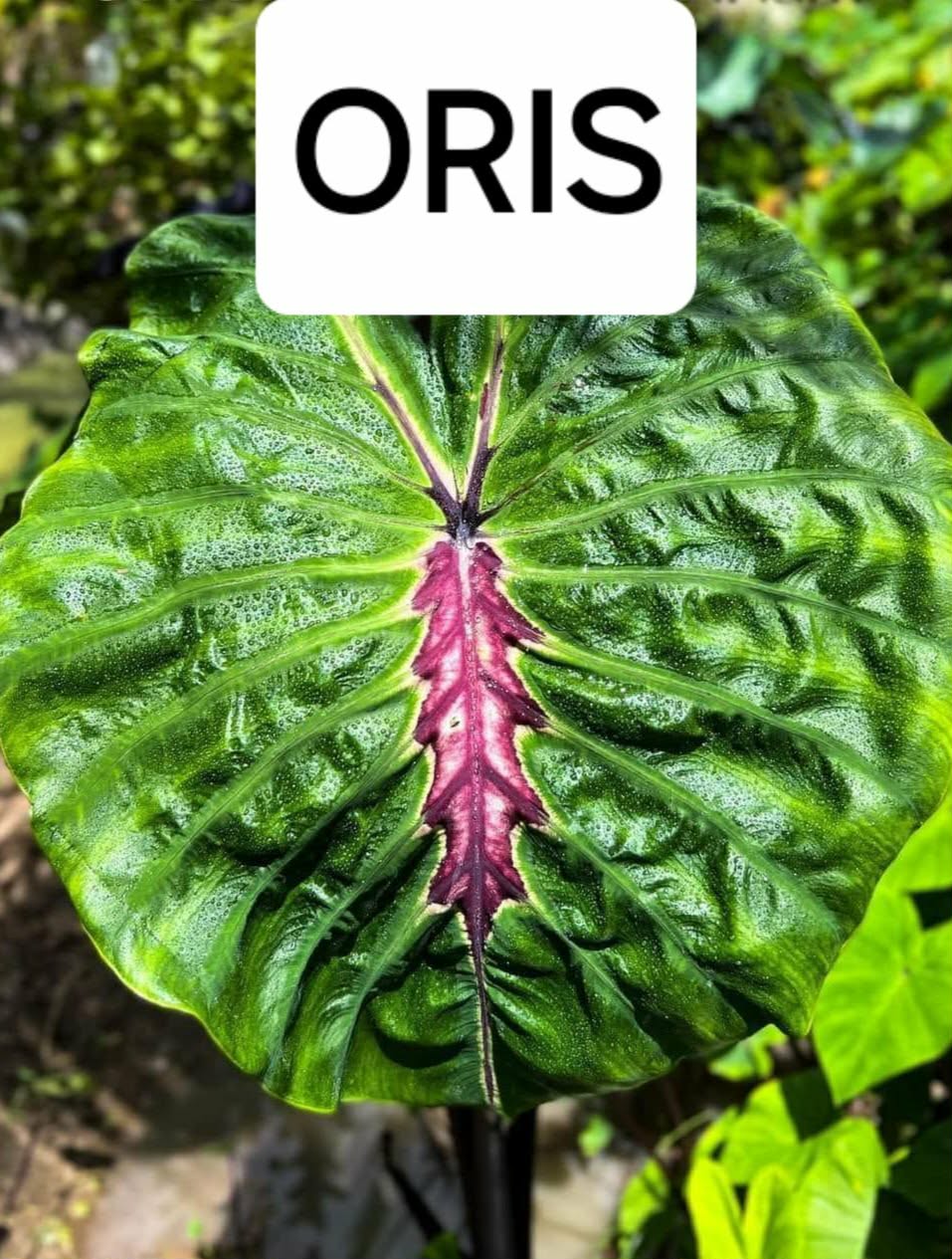 oris