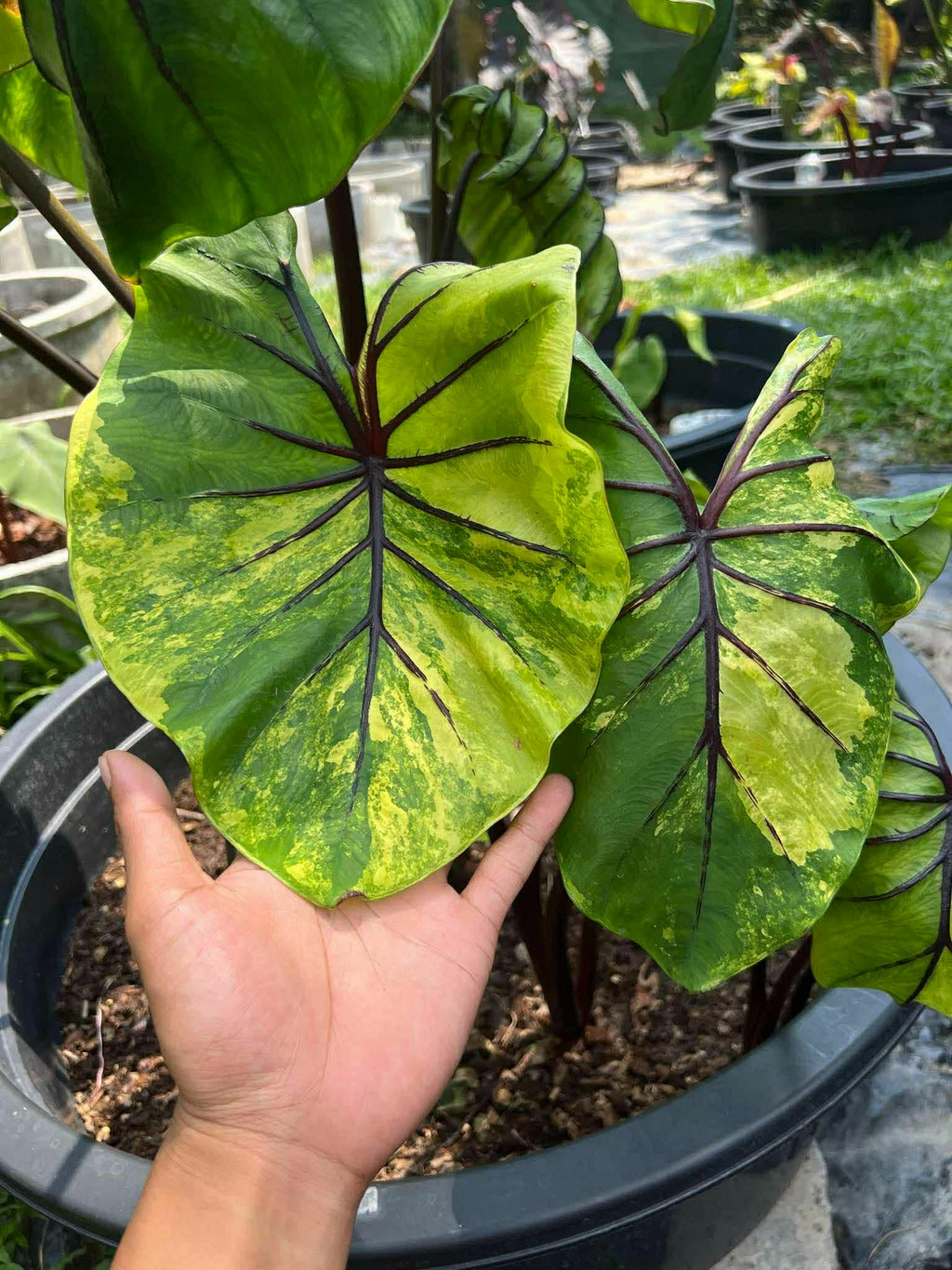 pharaon mask variegata