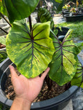 pharaon mask variegata