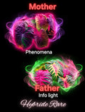 graine phenomena X info ligth