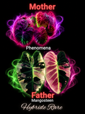 graine phenomena X mangosteen