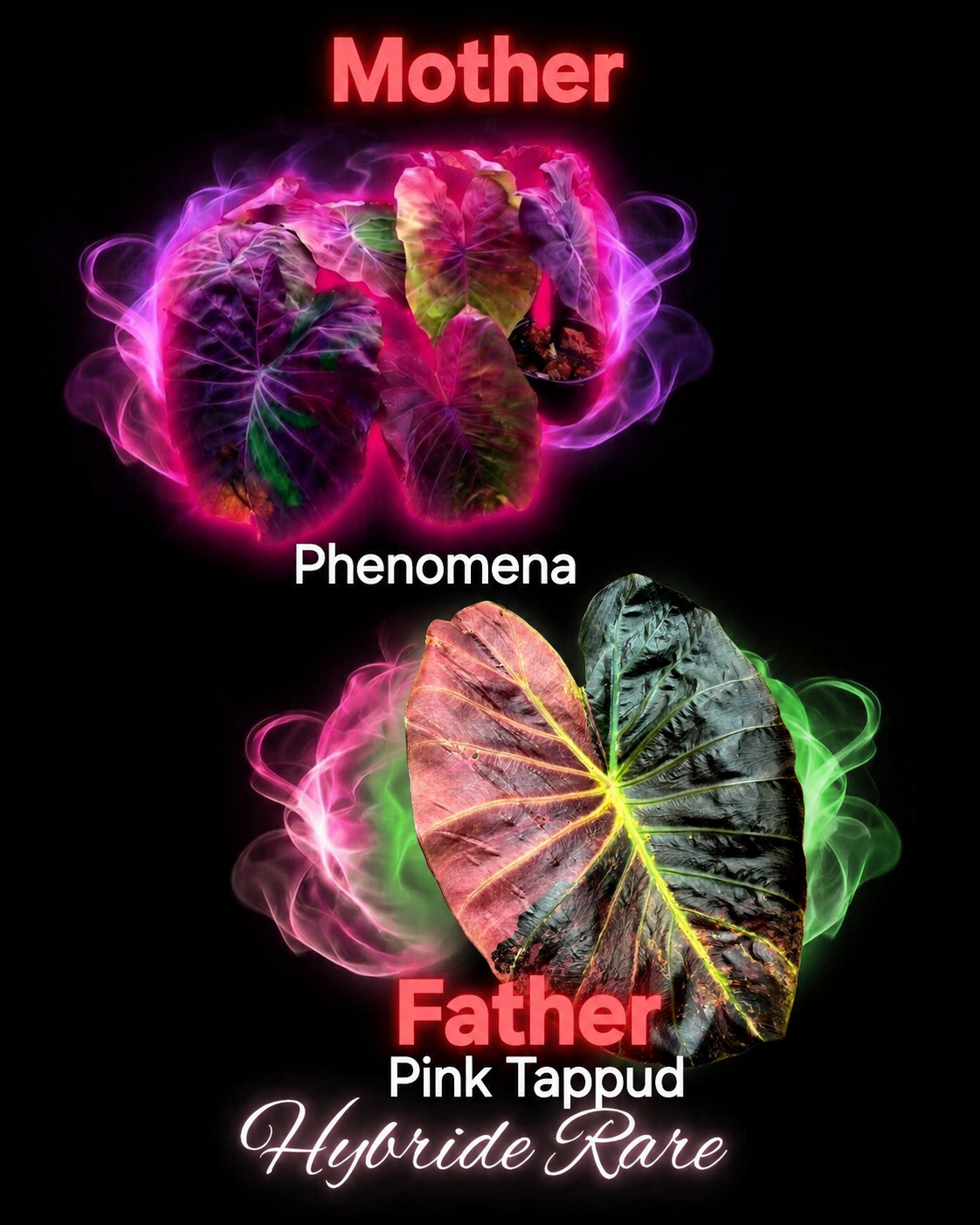 graine phenomena X pink tappud