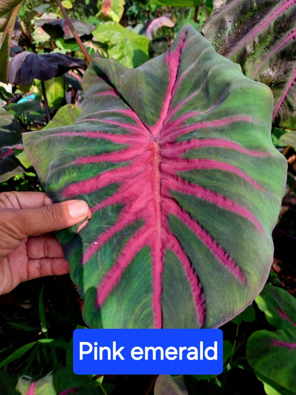 pink emerald