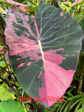 pink lava violet