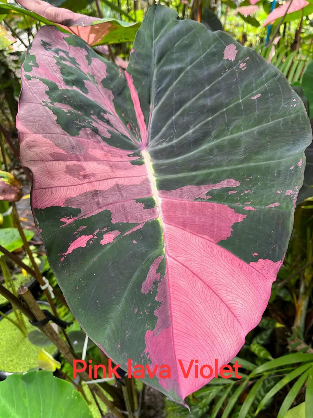 pink lava violet