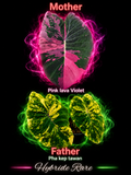 graine pink lava violet X phakeptawan