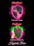 graine pink lava violet X rainbow butterfly