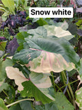 snow white