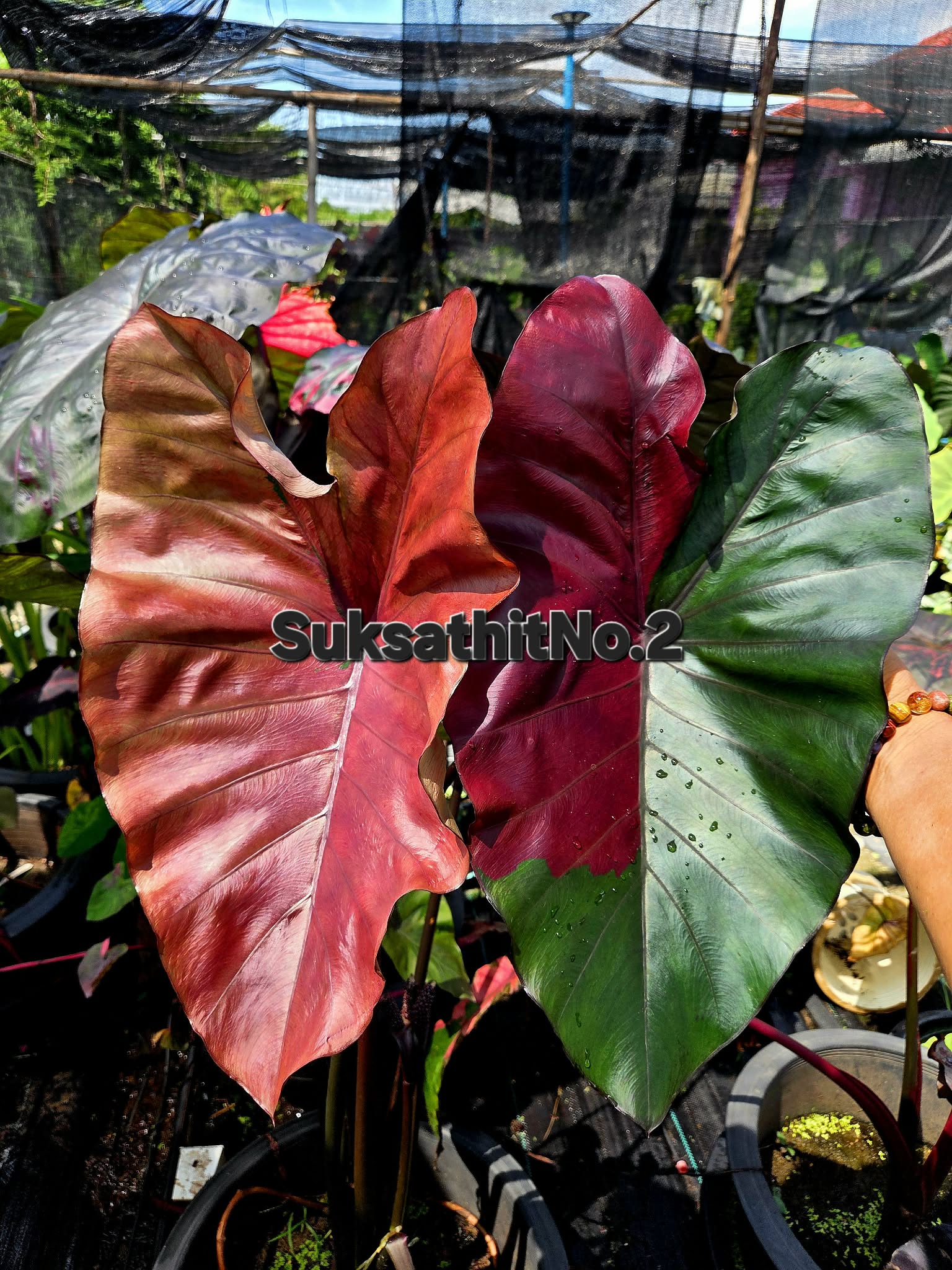 suksathit n2