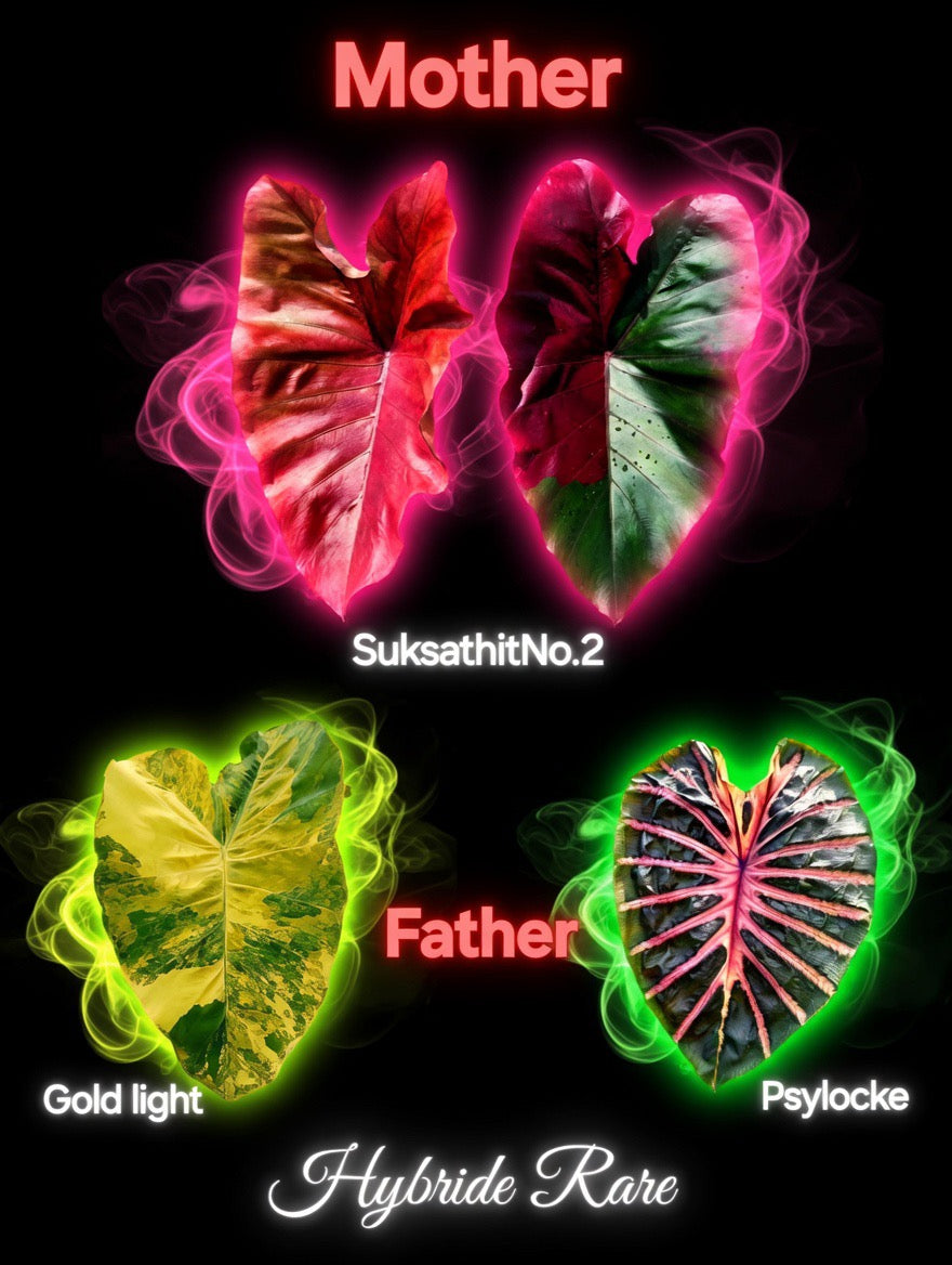 graine suksathit no 2 X gold ligth X psylocke