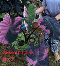 suksathit pink n3