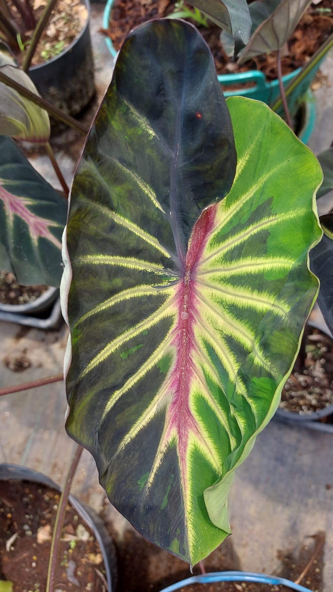 super nova