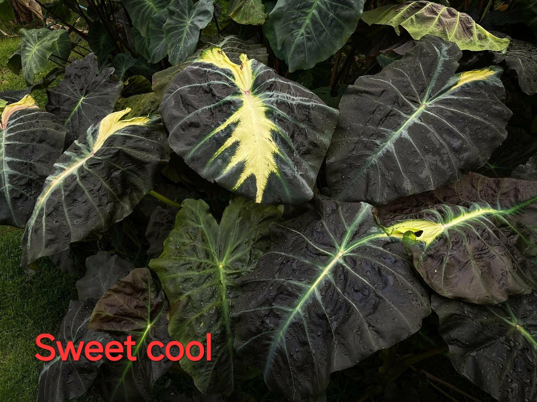 sweet cool