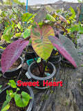 sweet heart