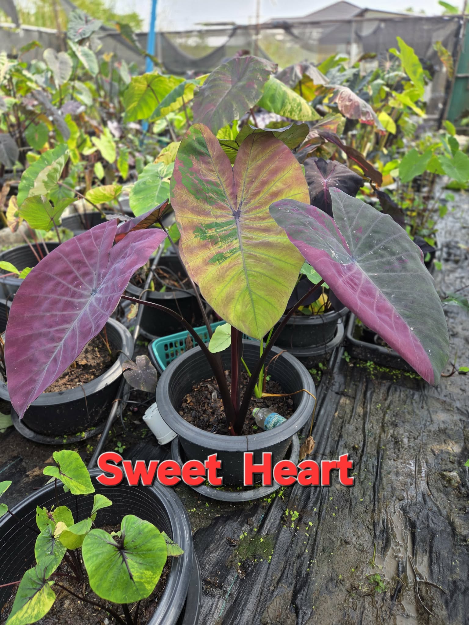 sweet heart